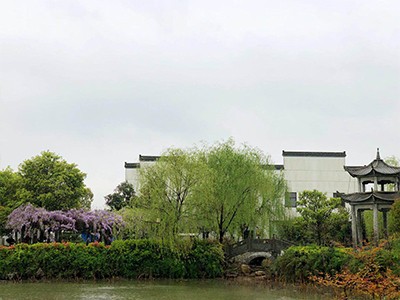 香根草一景观设计应用