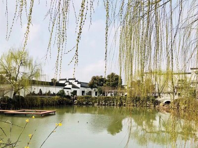 香根草一水土保持应用