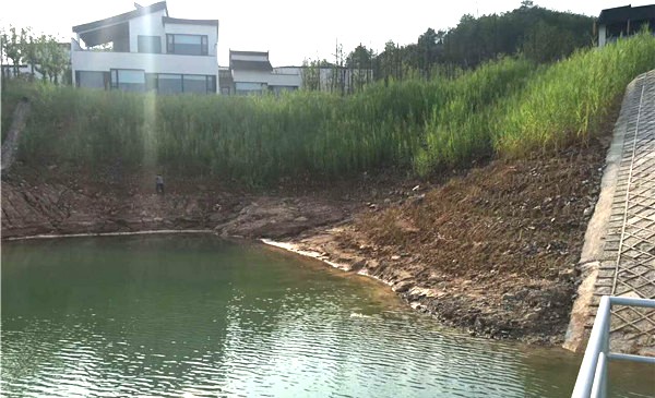 香根草在丹江口库区消落带治理的应用