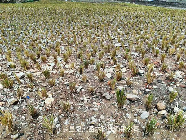 香根草系统在固岸上的作用