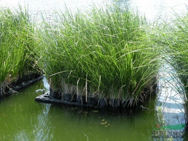香根草的湿地净化.保护湿地、治理污水