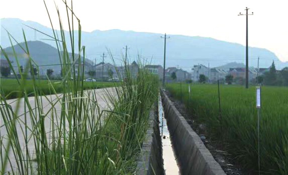 香根草对水土保持增加土壤元素的丰富