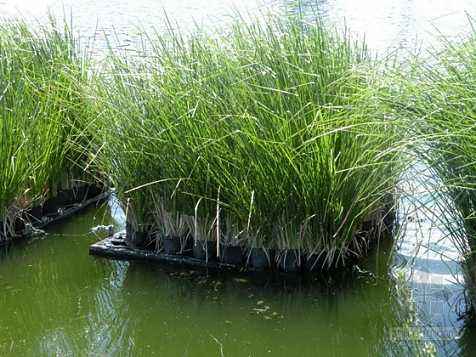 香根草的湿地净化、治理污水