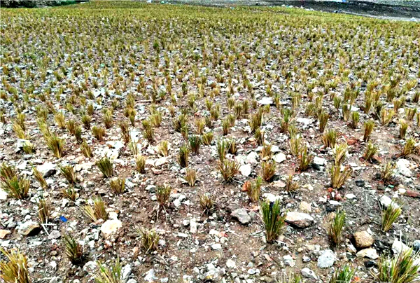 香根草的水土保持功效与土壤改良的应用