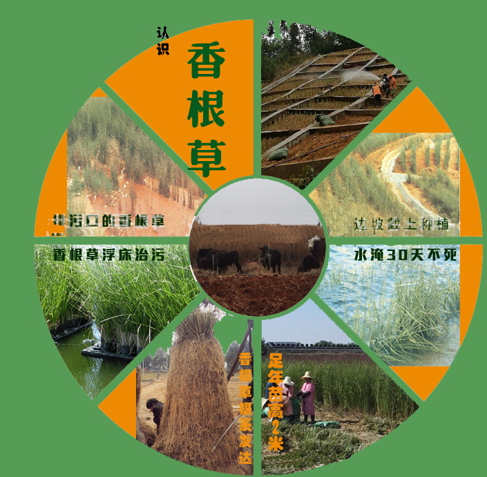 香根草生物生态水处理技术(图1)