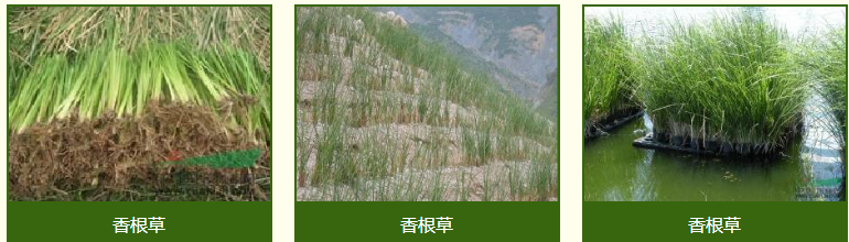 香根草的基本产业模式(图1)