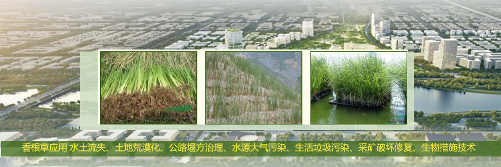 打造特色的彩化苗、牧草等种苗与产业化基地示范(图1)