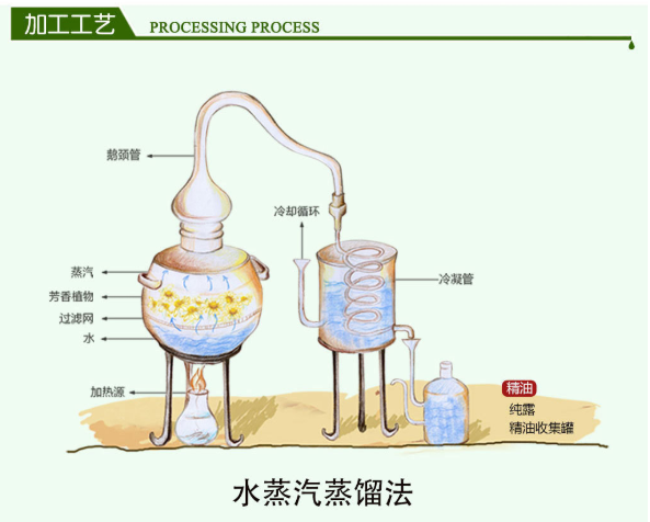 香根草一香精香料提取应用(图2)