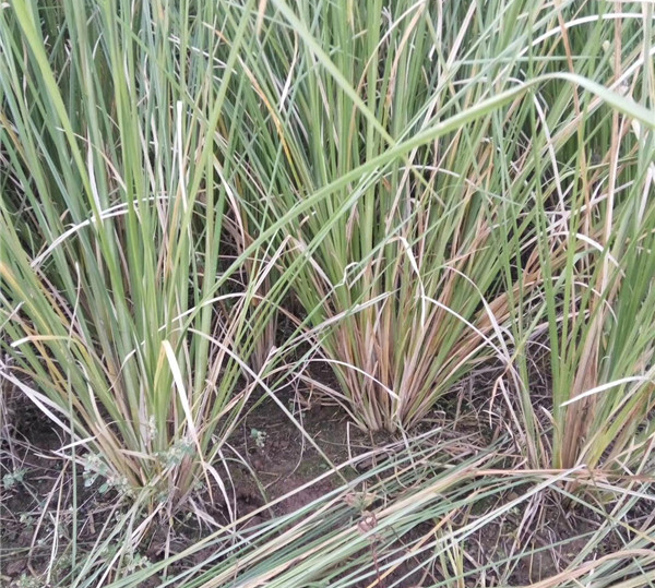 香根草/岩兰草的快速育苗方法(图1)